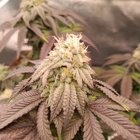 Impecable  growlog timeline photo