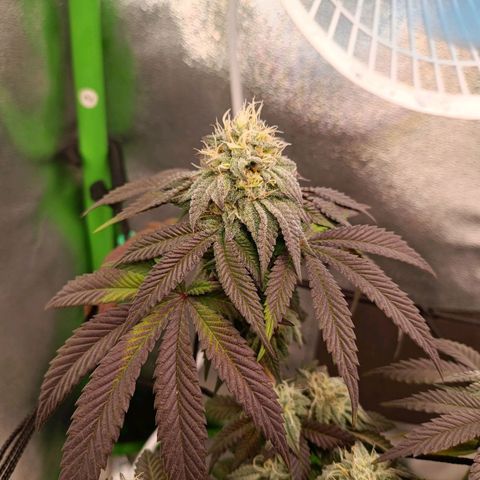 Impecable  growlog timeline photo