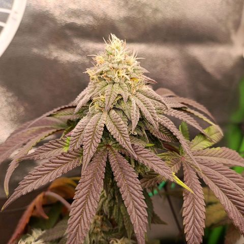 Impecable  growlog timeline photo