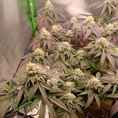 Impecable  growlog timeline photo