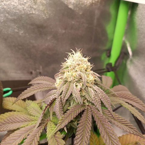 Impecable  growlog timeline photo