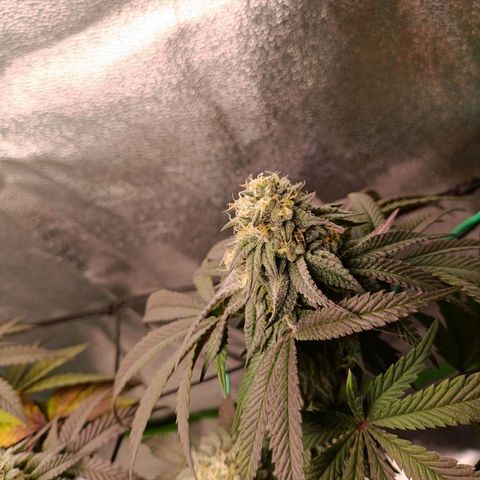 Impecable  growlog timeline photo