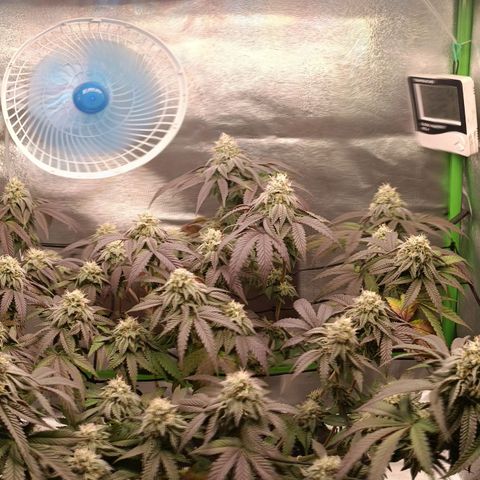 Impecable  growlog timeline photo