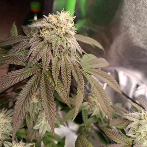 Impecable  growlog timeline photo