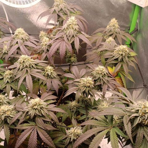 Impecable  growlog timeline photo