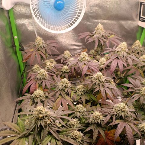 Impecable  growlog timeline photo