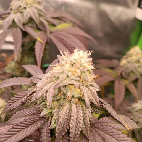 Impecable  growlog timeline photo