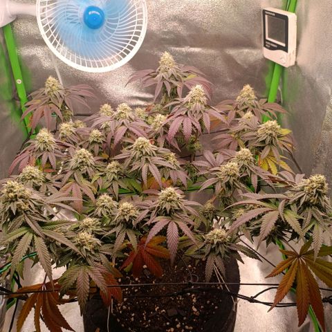 Impecable  growlog timeline photo