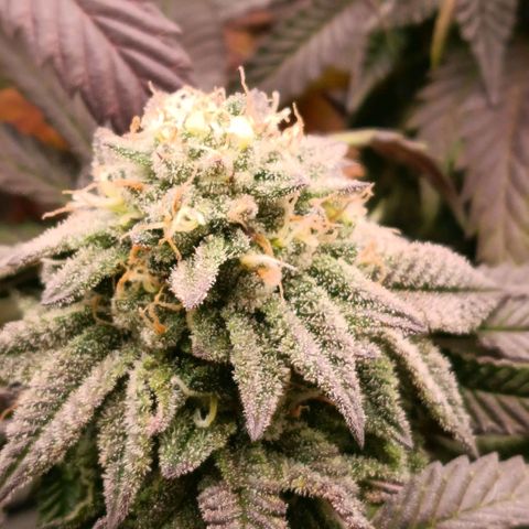 Impecable  growlog timeline photo