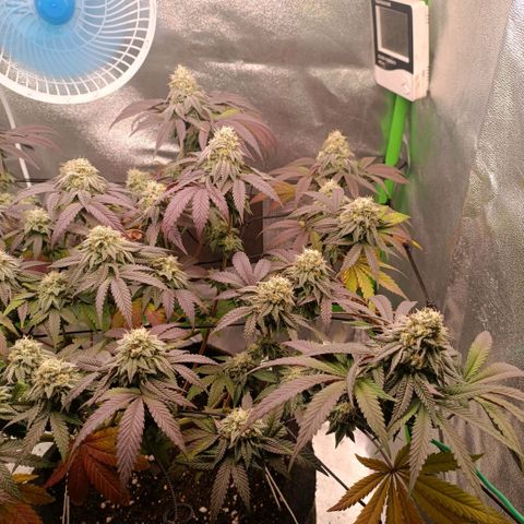 Impecable  growlog timeline photo