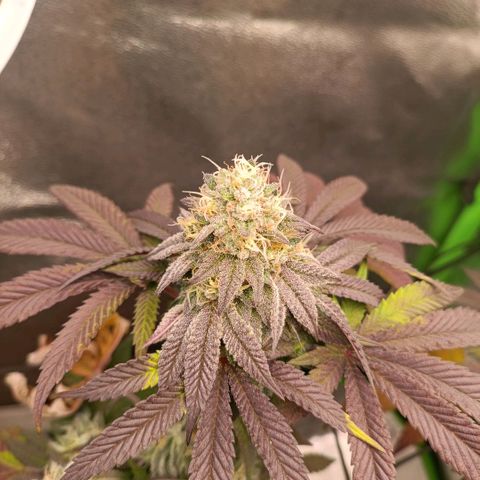 Impecable  growlog timeline photo
