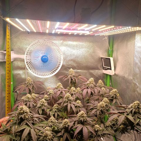Impecable  growlog timeline photo