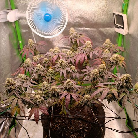 Impecable  growlog timeline photo