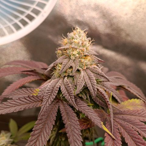 Impecable  growlog timeline photo