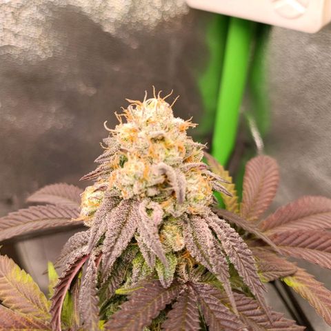 Impecable  growlog timeline photo
