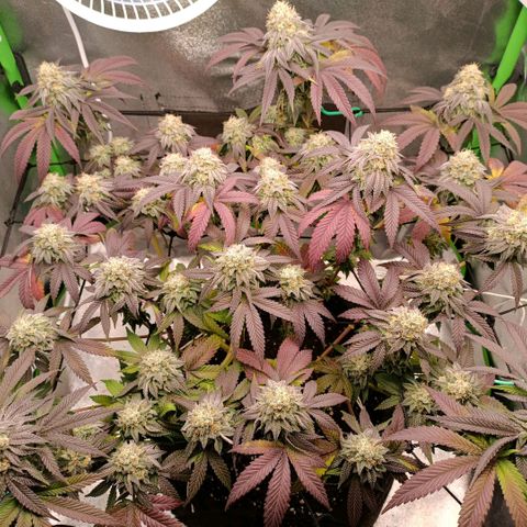 Impecable  growlog timeline photo