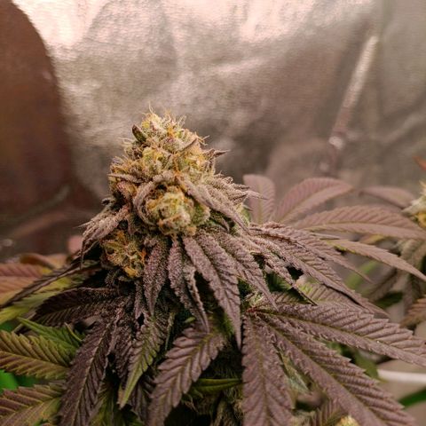 Impecable  growlog timeline photo