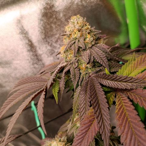 Impecable  growlog timeline photo