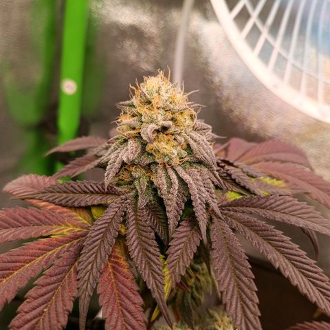 Impecable  growlog timeline photo