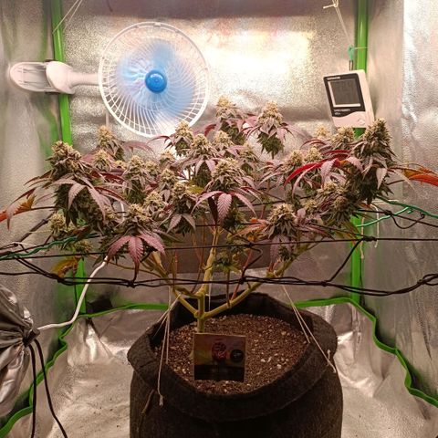 Impecable  growlog timeline photo