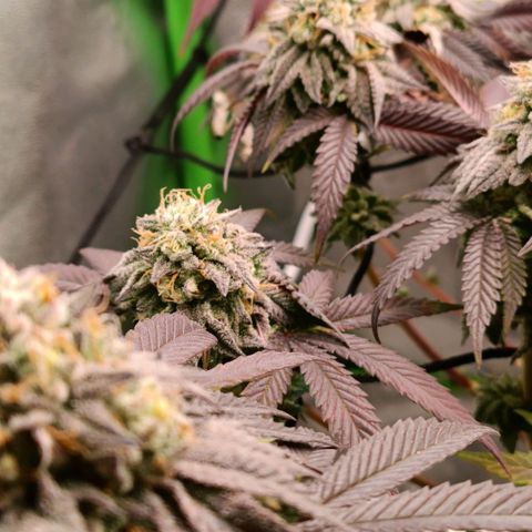 Impecable  growlog timeline photo