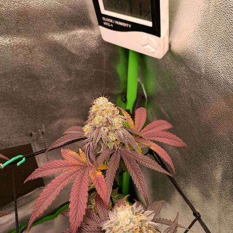 Impecable  growlog timeline photo