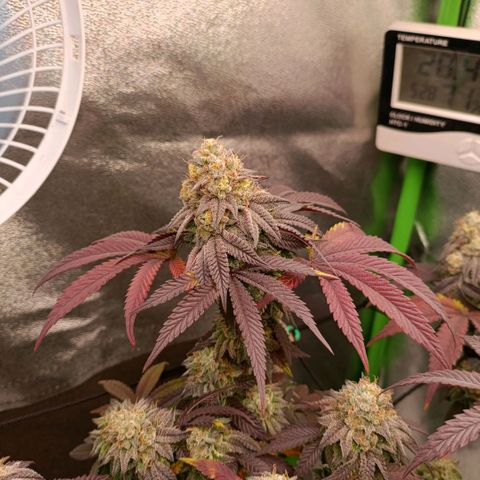 Impecable  growlog timeline photo