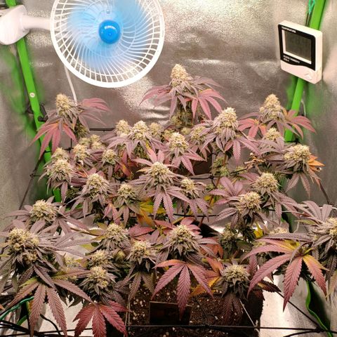 Impecable  growlog timeline photo