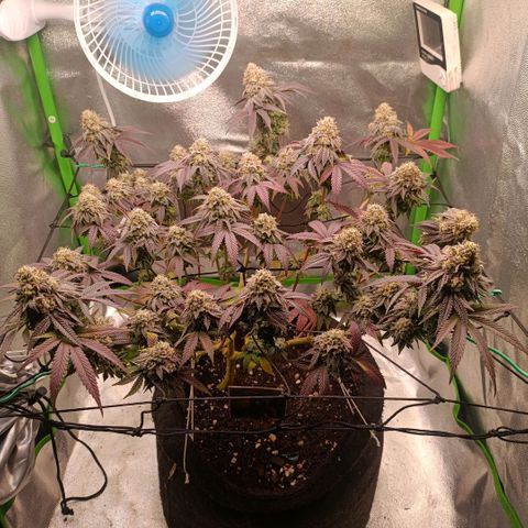 Impecable  growlog timeline photo