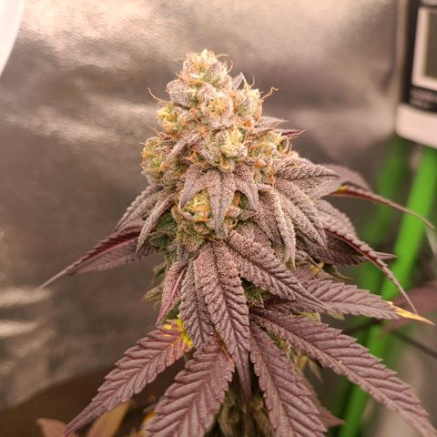 Impecable  growlog timeline photo