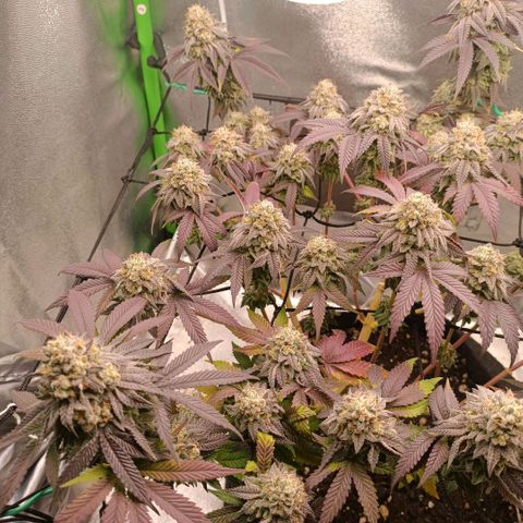 Impecable  growlog timeline photo