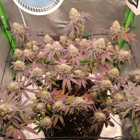 Impecable  growlog timeline photo