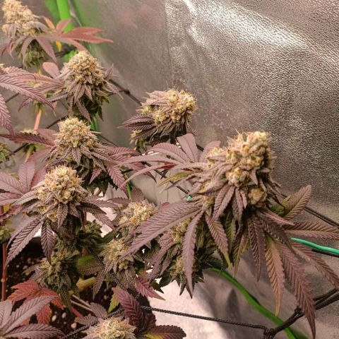 Impecable  growlog timeline photo
