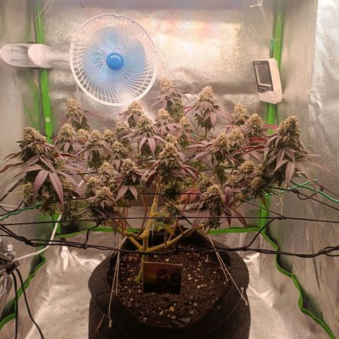 Impecable  growlog timeline photo