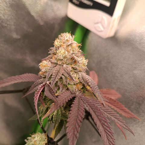 Impecable  growlog timeline photo