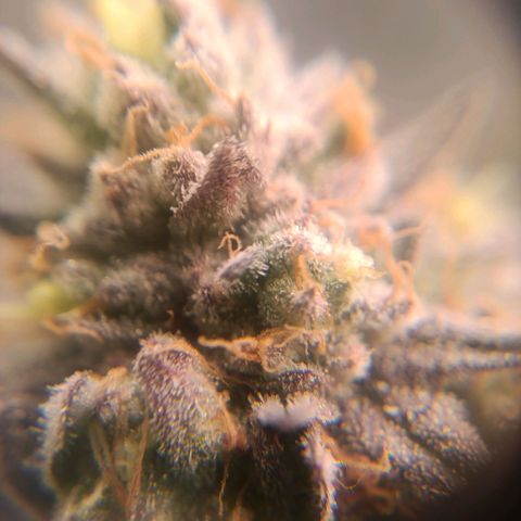 Impecable  growlog timeline photo