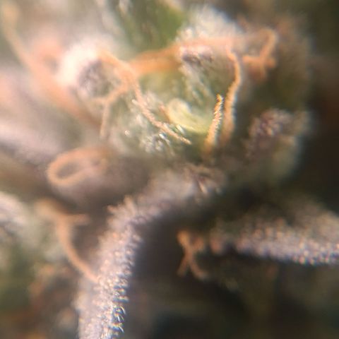 Impecable  growlog timeline photo