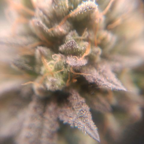 Impecable  growlog timeline photo
