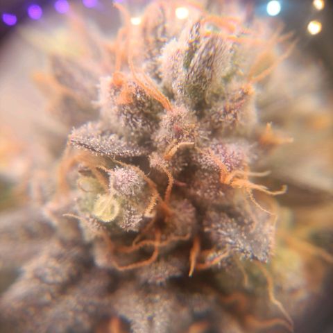 Impecable  growlog timeline photo