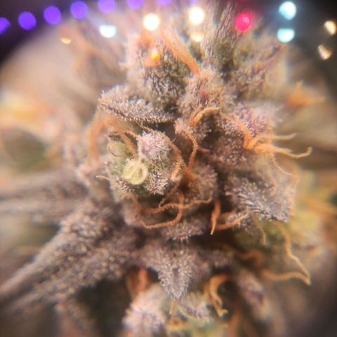 Impecable  growlog timeline photo