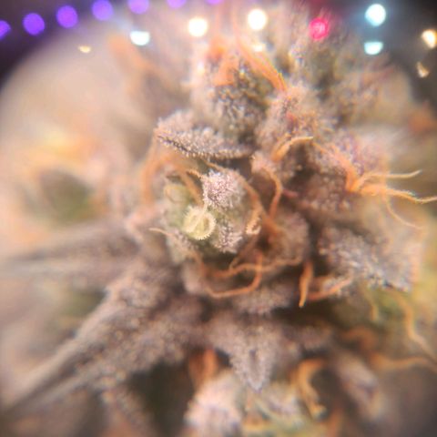 Impecable  growlog timeline photo