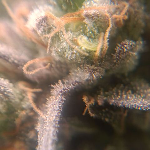 Impecable  growlog timeline photo