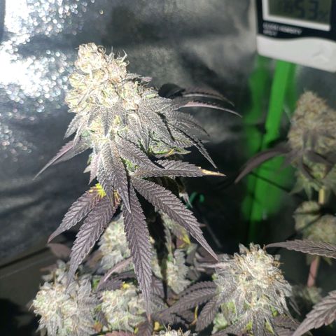 Impecable  growlog timeline photo