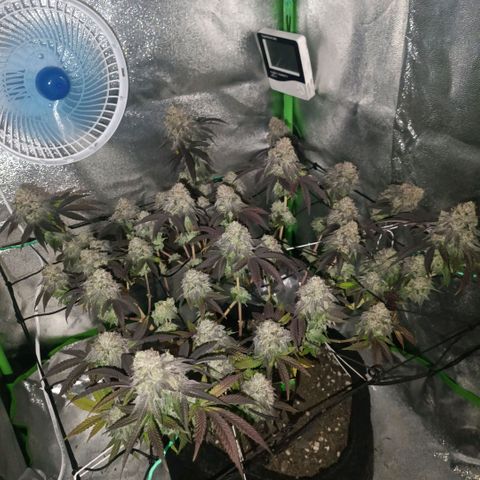 Impecable  growlog timeline photo