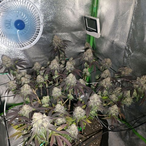 Impecable  growlog timeline photo