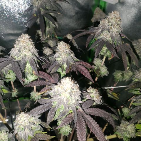 Impecable  growlog timeline photo