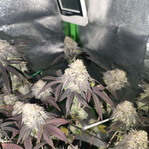 Impecable  growlog timeline photo