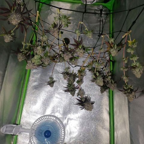 Impecable  growlog timeline photo