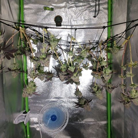 Impecable  growlog timeline photo
