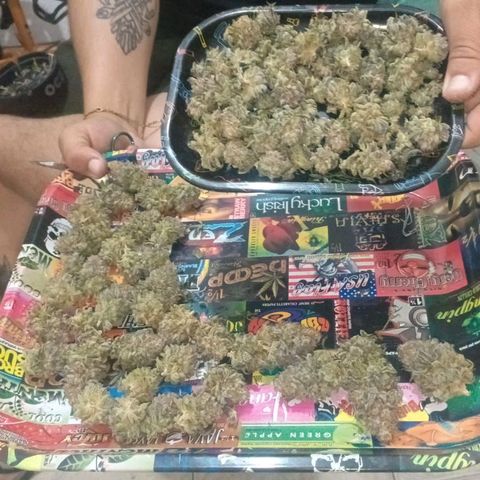 Impecable  growlog timeline photo